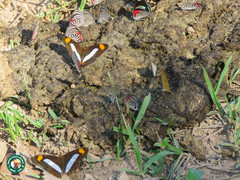 Diaethria clymena