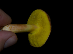 Aureoboletus gentilis