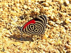 Diaethria clymena