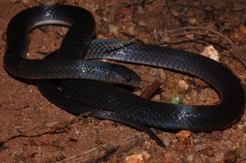 Western Forest Centipede-eater