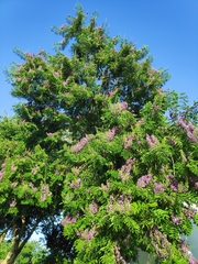 Lonchocarpus violaceus