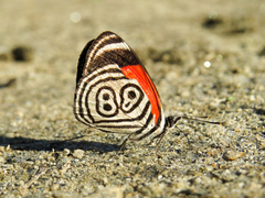 Diaethria clymena