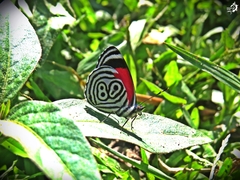 Diaethria clymena