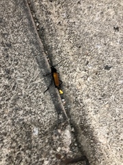 Tragidion coquus