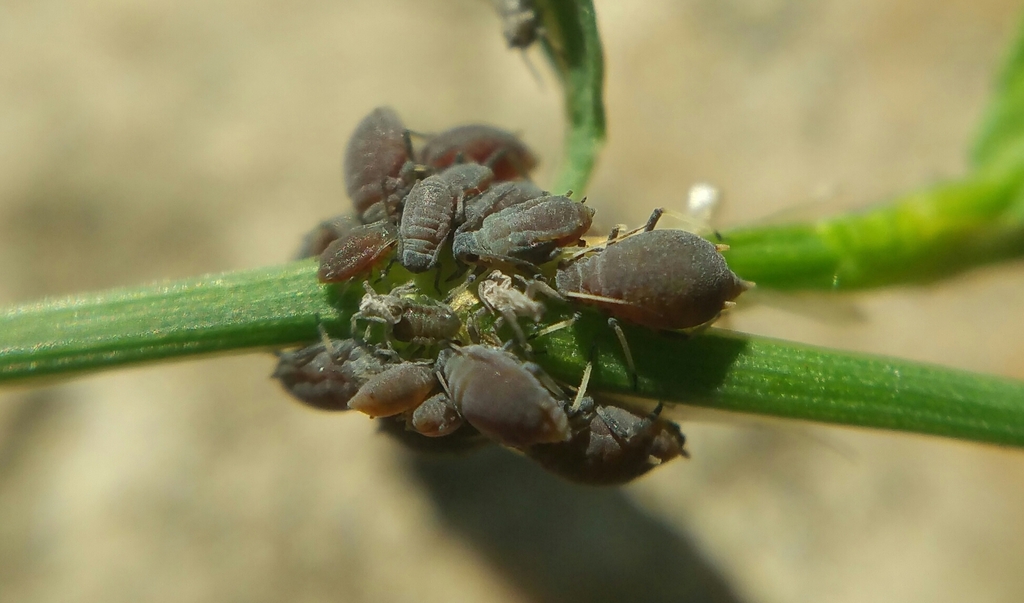 Aphid