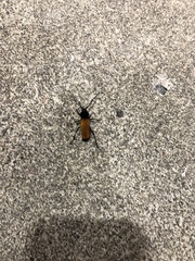 Tragidion coquus