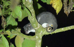Ground Cuscus photo 2
