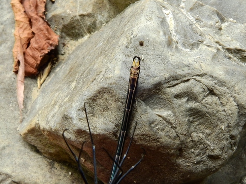 Western Demoiselle