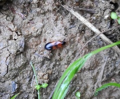 Stenolophus teutonus