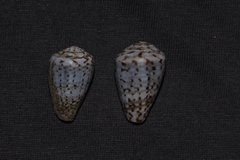 Conus aplustre