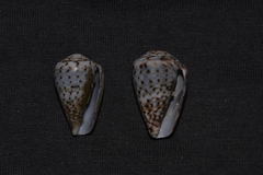 Conus aplustre