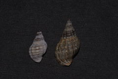 Agnewia tritoniformis