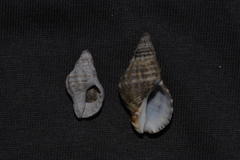 Agnewia tritoniformis