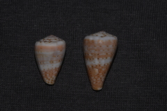 Conus aplustre