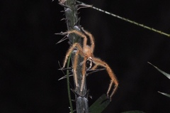 Heteropoda davidbowie