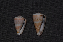 Conus aplustre