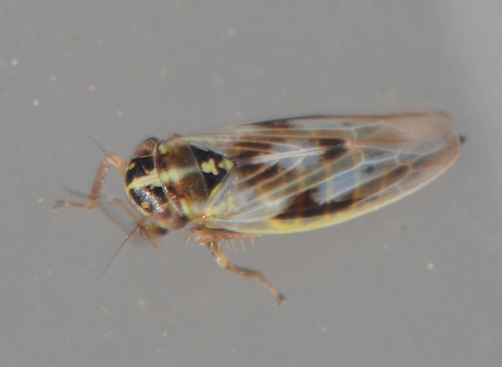 Macrosteles borealis