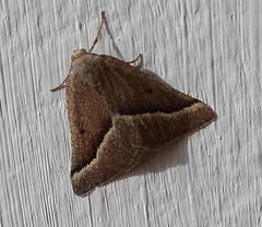 Hemixesma anthocrenias