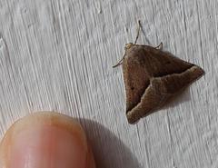 Hemixesma anthocrenias