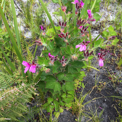 Pelargonium cucullatum strigifolium