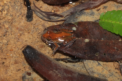 Tokba River Frog, Phrynobatrachus tokba