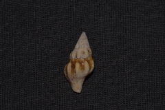 Nodopelagia brazieri