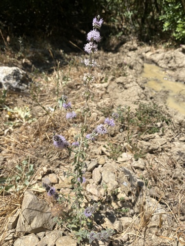 Avistamiento Mentha pulegium