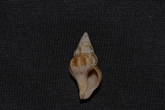 Nodopelagia brazieri