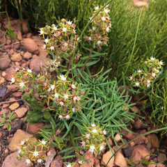Aspidoglossum heterophyllum