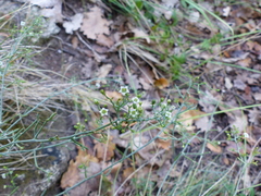 Thesium divaricatum