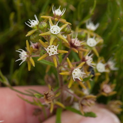 Aspidoglossum heterophyllum