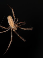 Larinia directa