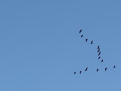 Dendrocygna autumnalis