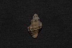 Phycothais reticulata