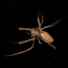 Larinia directa