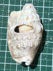 Euprotomus aurisdianae