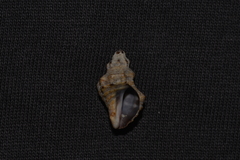 Phycothais reticulata