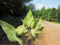 Monarda luteola
