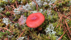 Russula paludosa