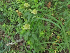 Monarda luteola