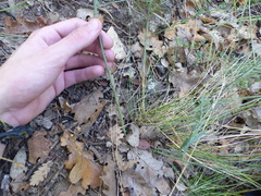Thesium divaricatum
