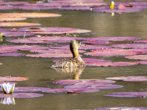 White-backed Duck