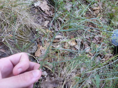 Thesium divaricatum