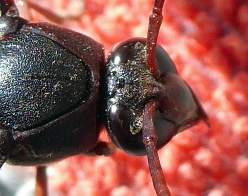 Black Mud Wasp