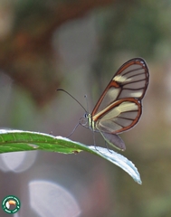 Episcada clausina