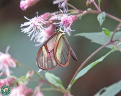 Episcada clausina
