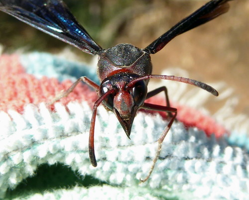 Black Mud Wasp