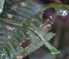 Episcada clausina