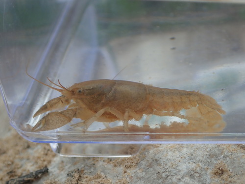 Fallicambarus hortoni
