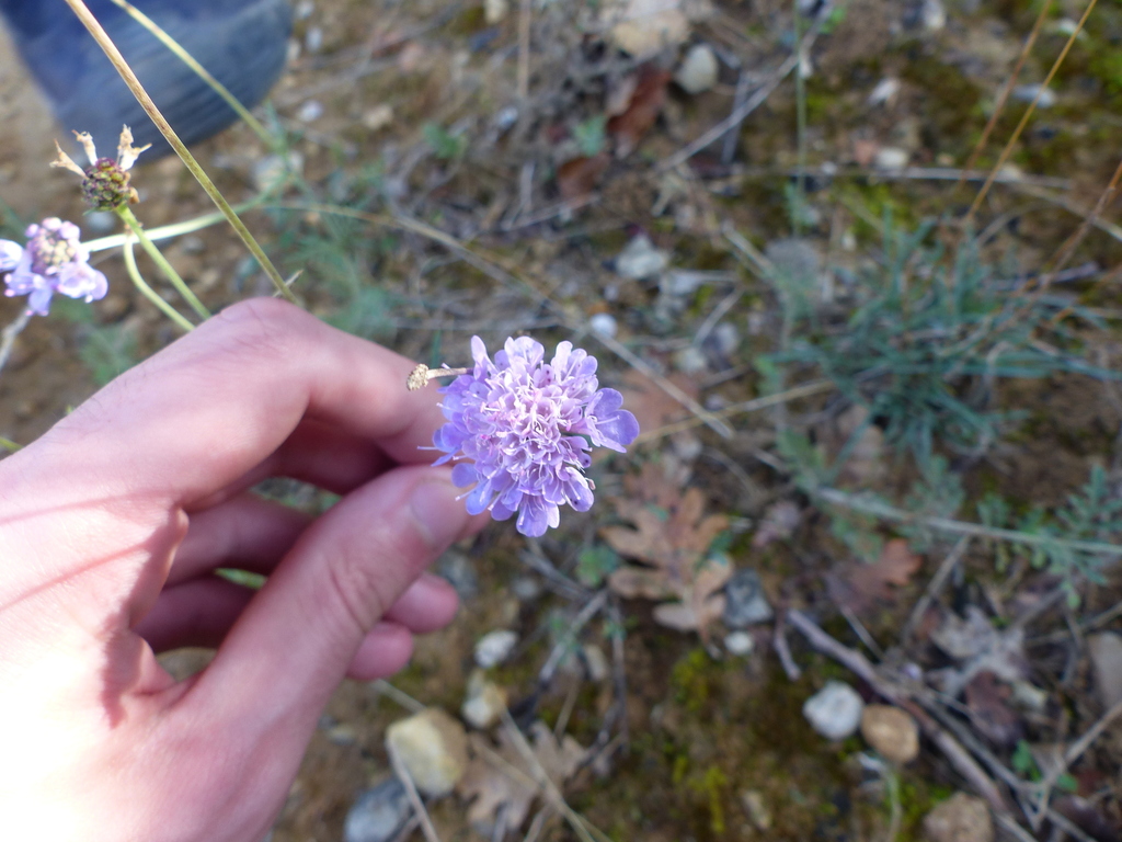Scabiosa columbaria, 26230 Colonzelle, France